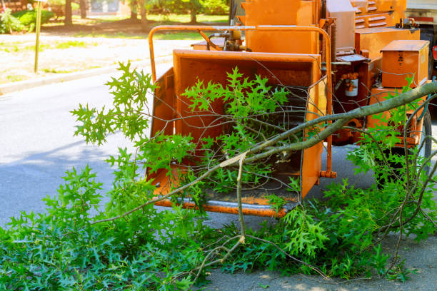 How Our Tree Care Process Works  in  Bellerose Terrace, NY