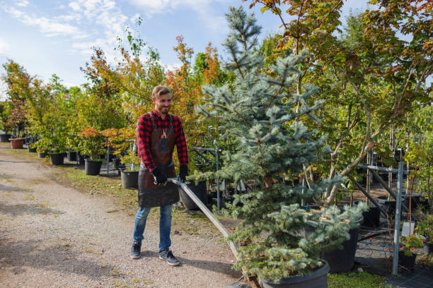Professional Tree Services in Bellerose Terrace, NY